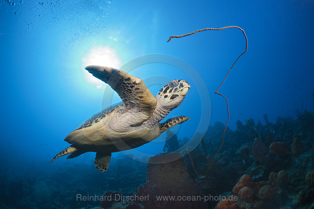 Echte Karettschildkroete, Eretmochelys imbriocota, Karibik, Dominica