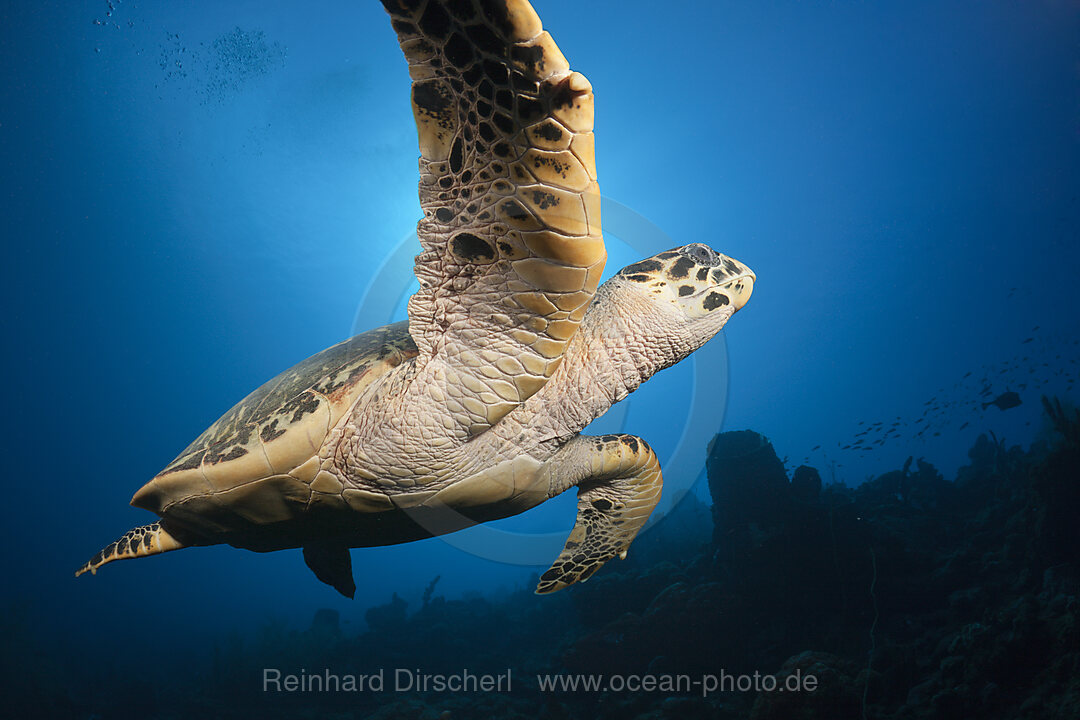 Echte Karettschildkroete, Eretmochelys imbriocota, Karibik, Dominica