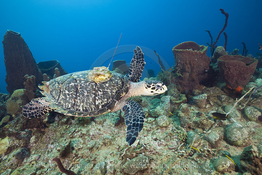 Hawksbill Turtle tagged with Transmitter, Eretmochelys imbriocota, Caribbean Sea, Dominica