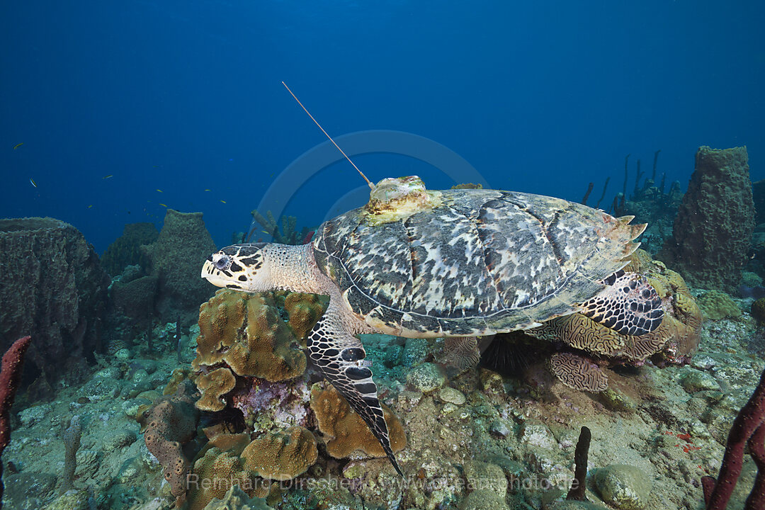 Echte Karettschildkroete mit Sender, Eretmochelys imbriocota, Karibik, Dominica