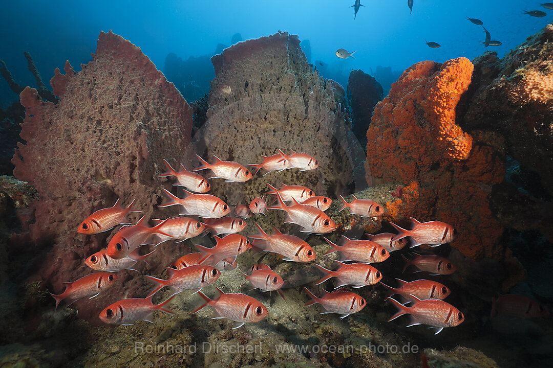 Soldierfish on Coral Reef