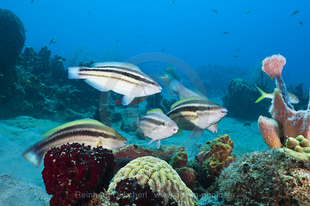 Gestreifte Papageifische Jugendform, Scarus croicensis, Karibik, Dominica