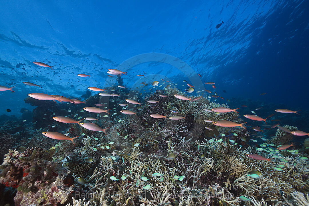 Shoal of Banana Fusiliers over Reef
