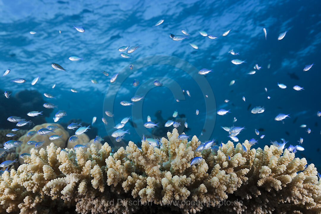 Schwarm Riffbarsche am Riff, Chromis sp., Indischer Ozean, Malediven