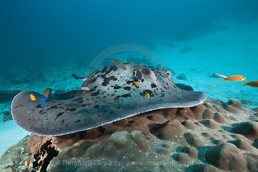 Blackspotted Stingray at Cleaning Station
