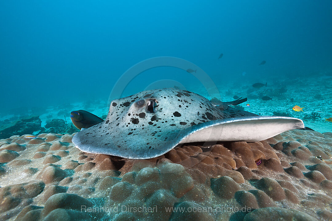 Blackspotted Stingray
