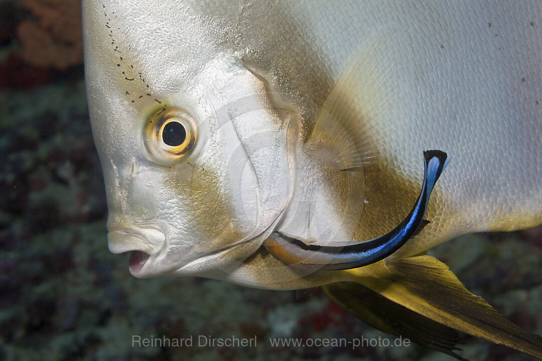 Fledermausfisch wird von Putzerfisch gereinigt