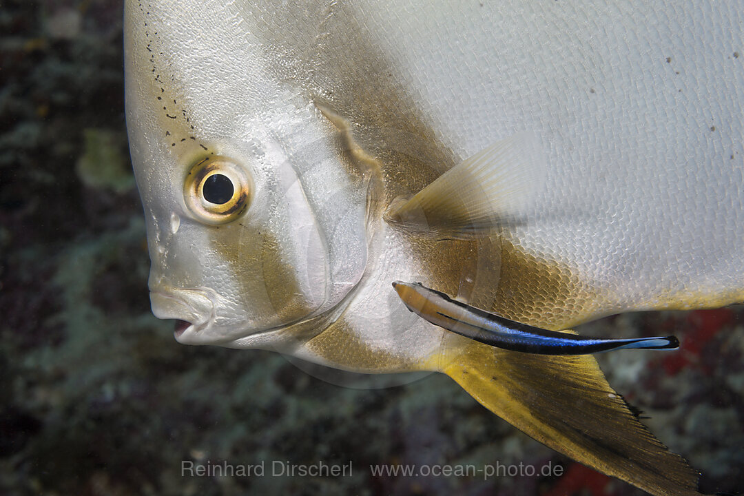 Fledermausfisch wird von Putzerfisch gereinigt, Platax teira, Labroides dimidiatus, Indischer Ozean, Malediven