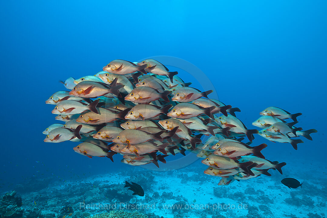 Schwarm Buckel-Schnapper, Lutjanus gibbus, Felidhu Atoll, Malediven