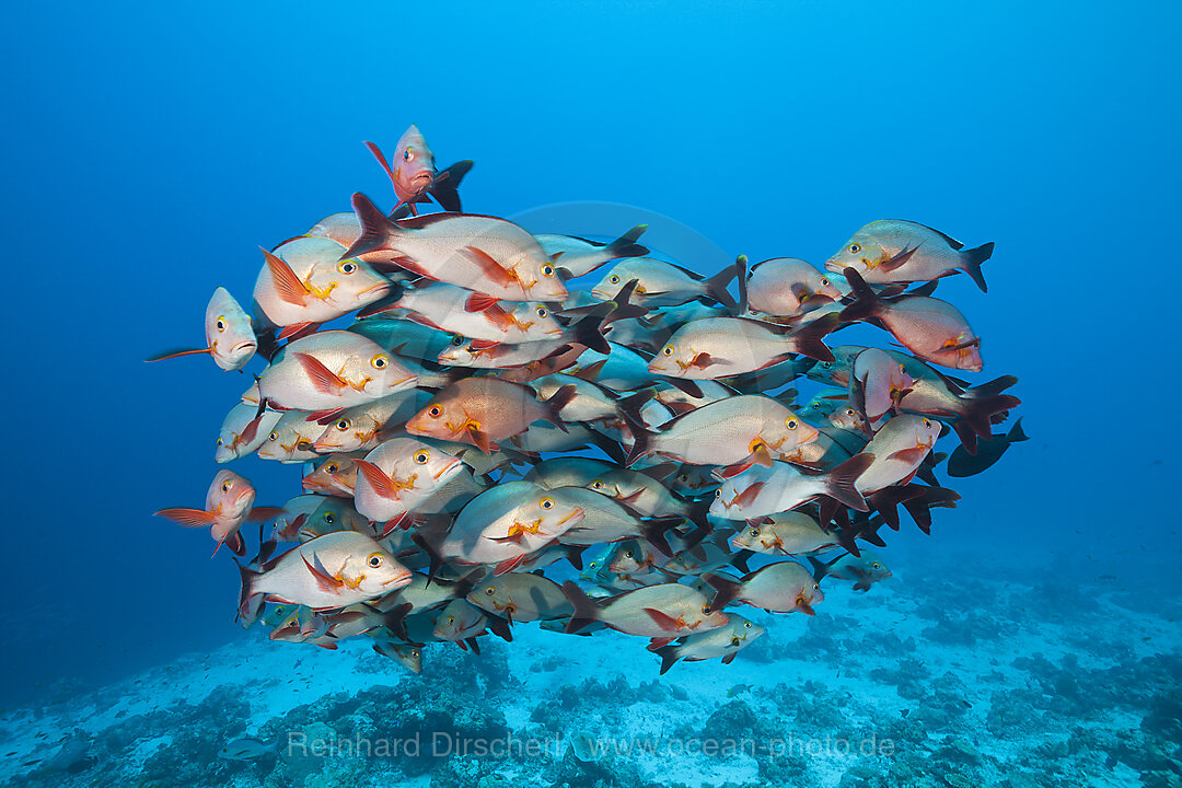 Schwarm Buckel-Schnapper, Lutjanus gibbus, Felidhu Atoll, Malediven