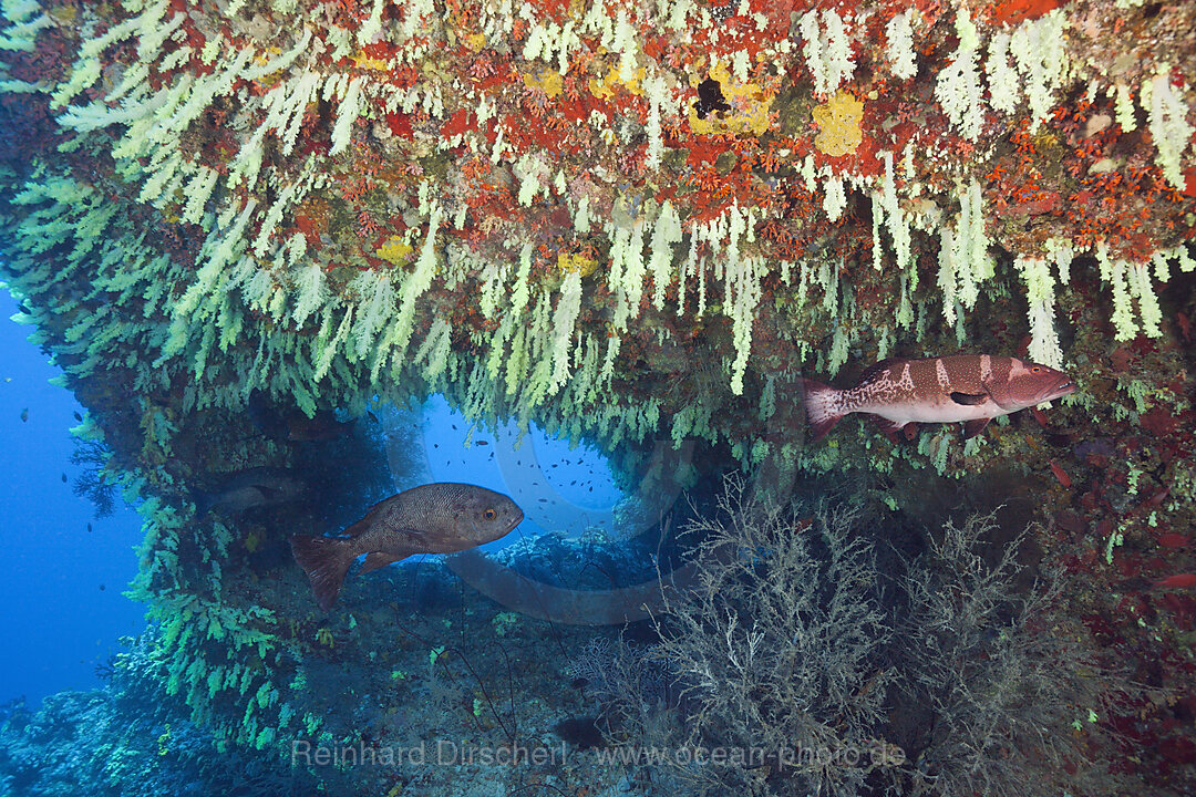 Weichkorallen in Ueberhang, Chironephthya sp., Felidhu Atoll, Malediven