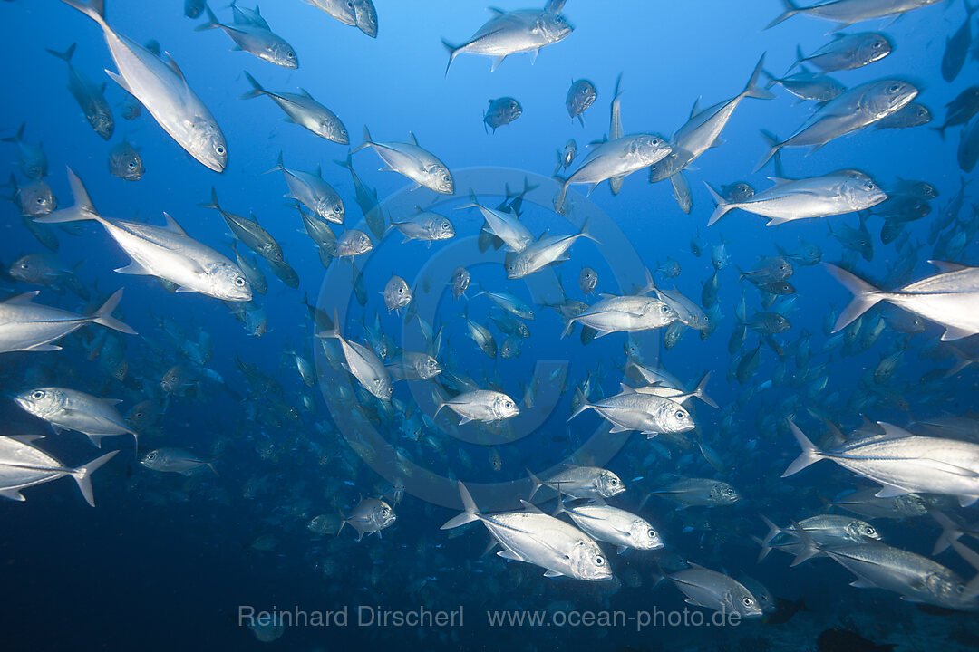 Schwarm Grossaugen-Stachelmakrelen, Caranx sexfasciatus, Felidhu Atoll, Malediven