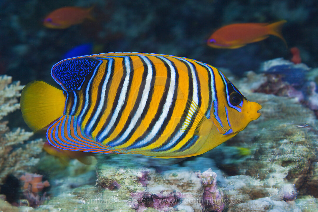 Pfauenaugen-Kaiserfisch, Pygoplites diacanthus, Felidhu Atoll, Malediven