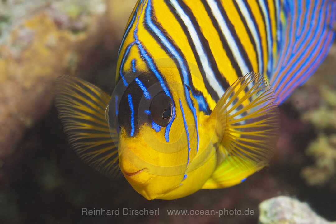 Pfauenaugen-Kaiserfisch, Pygoplites diacanthus, Thaa Atoll, Malediven