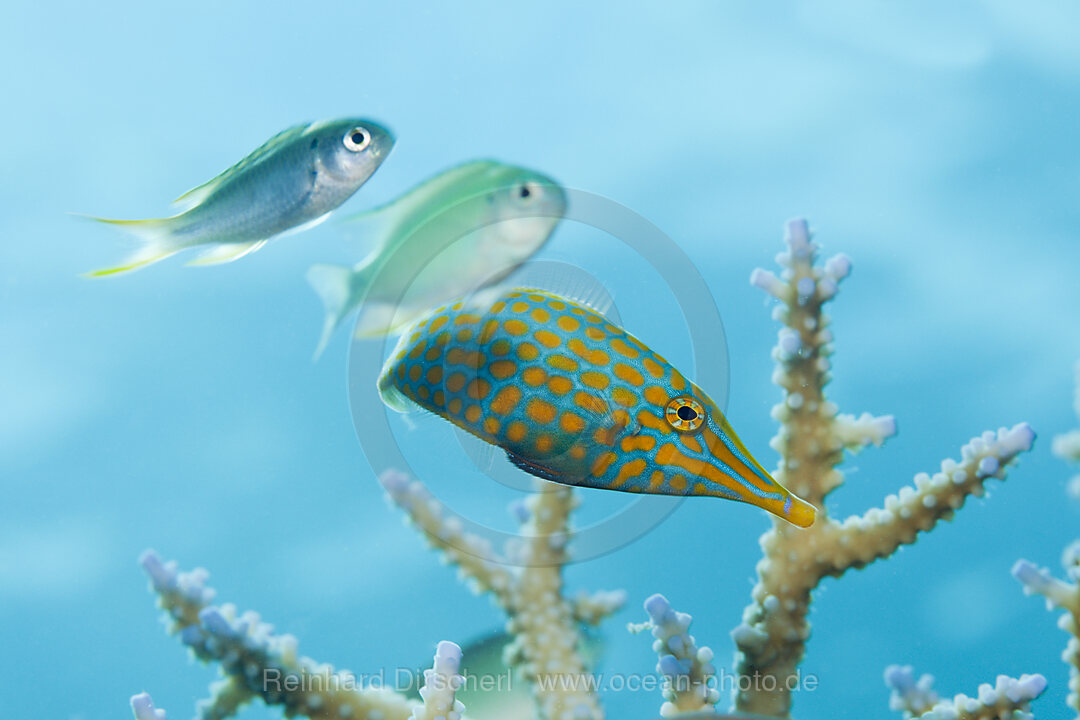 Palettenstachler Feilenfisch