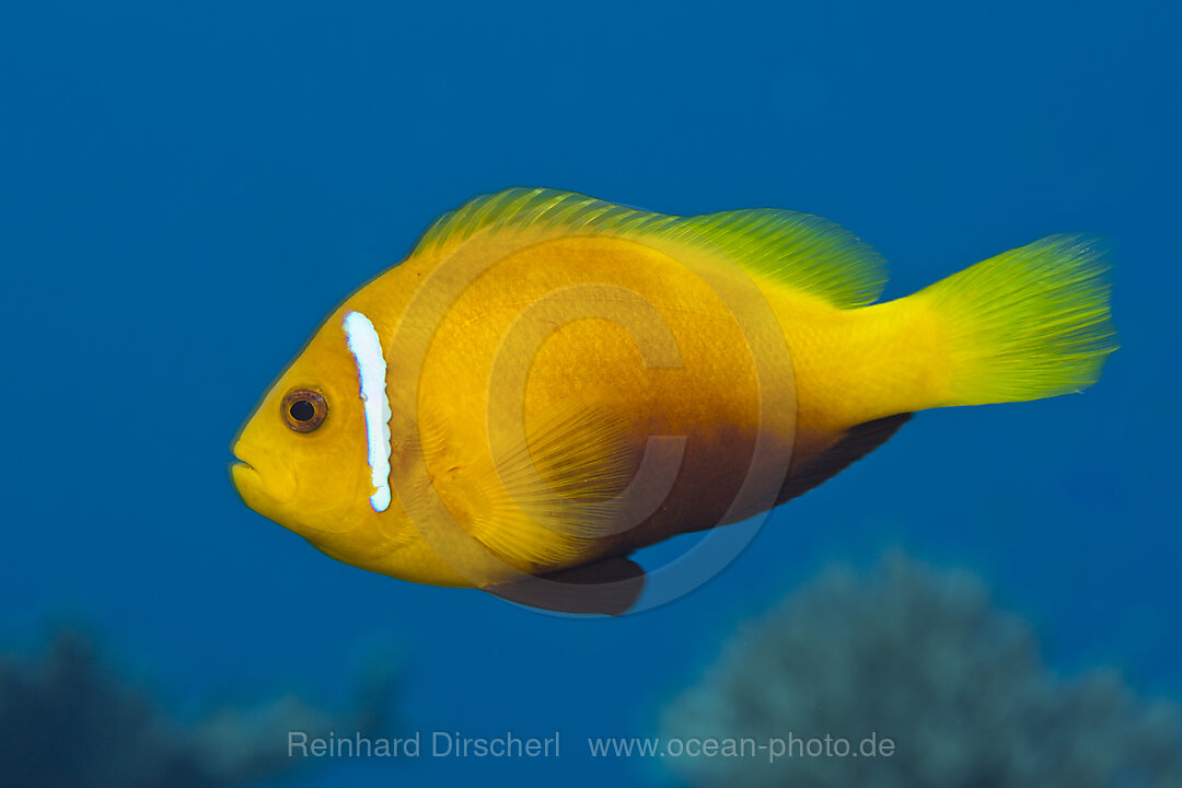 Malediven-Anemonenfisch, Amphiprion nigripes, Thaa Atoll, Malediven