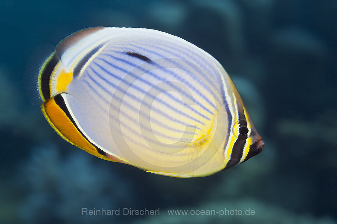 Rippen-Falterfisch, Chaetodon trifasciatus, Thaa Atoll, Malediven