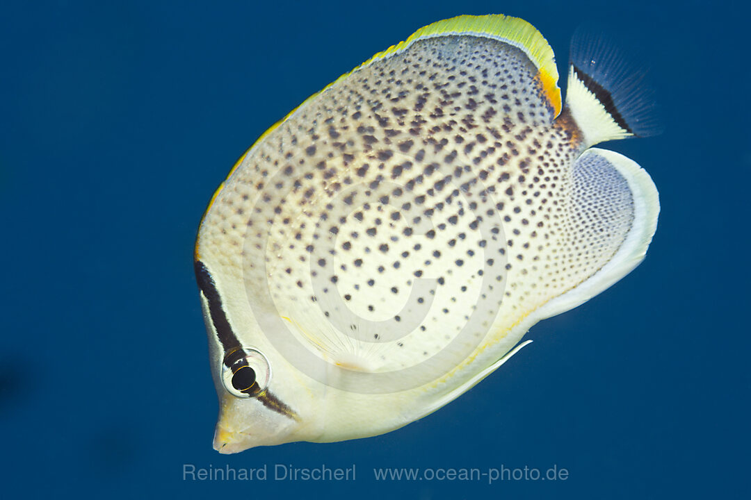 Tuepfel-Falterfisch