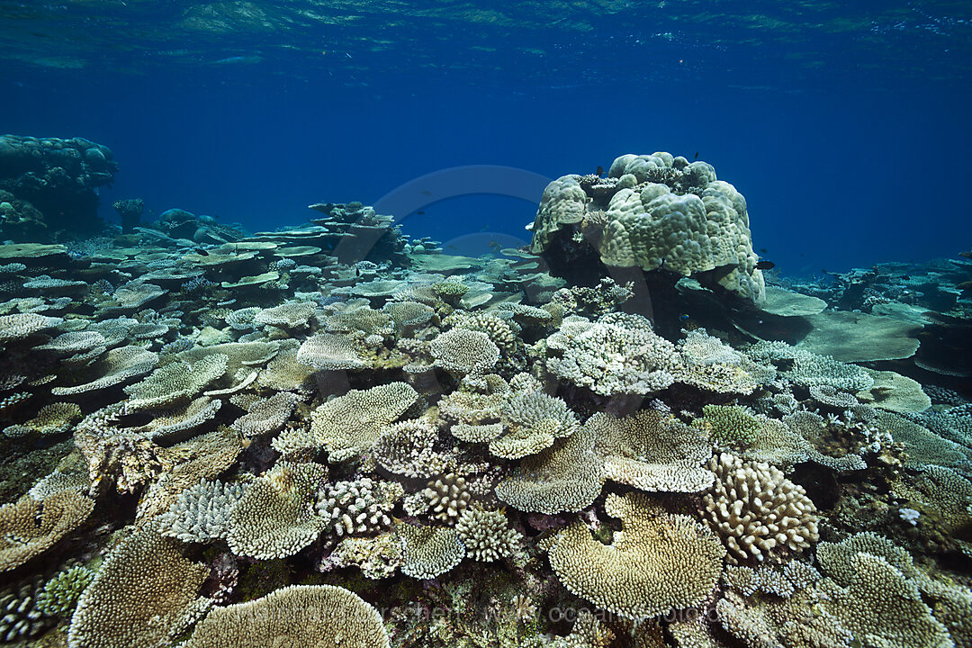 Table Corals growing at Reef