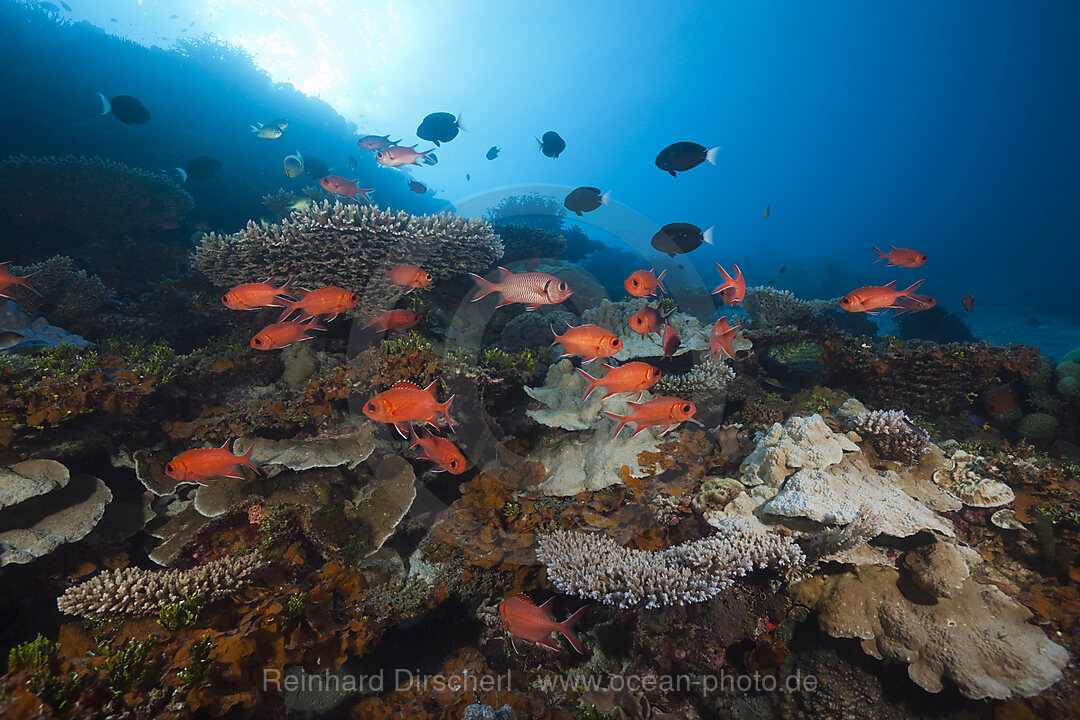 Soldatenfische am Riff