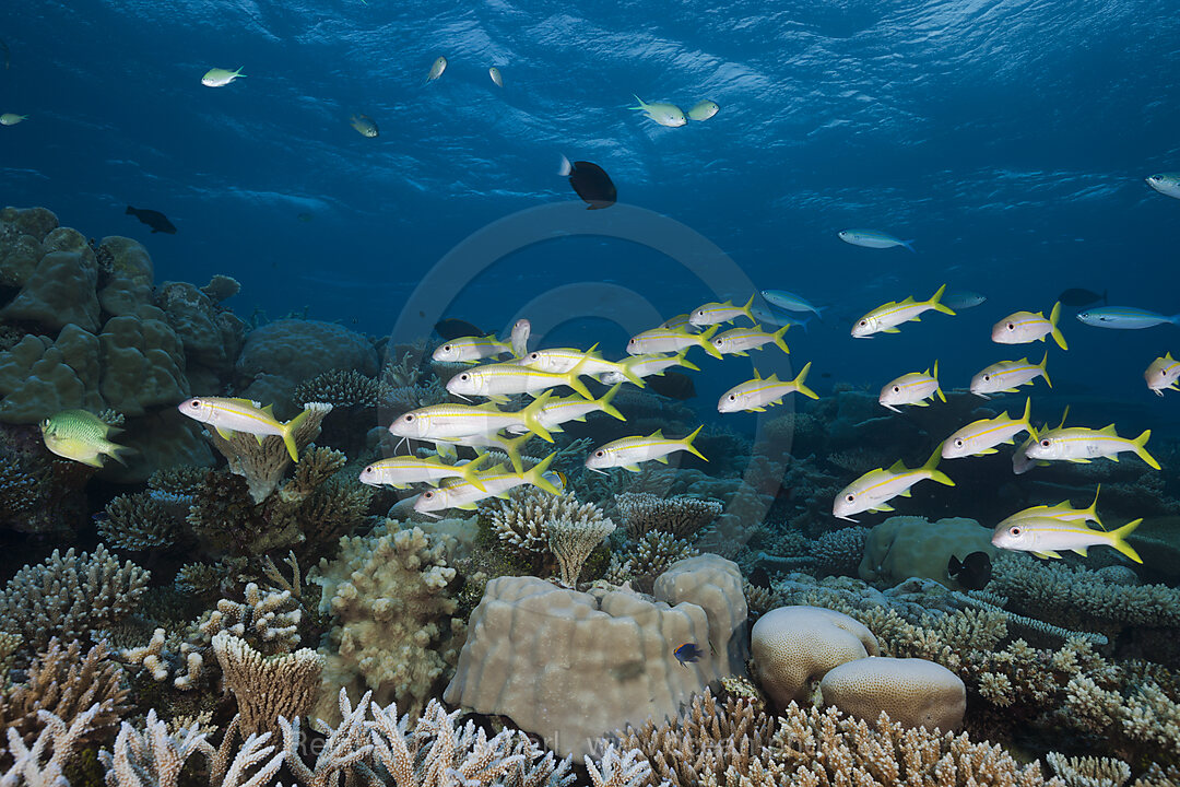 Shoal of Yellowfin Goatfish