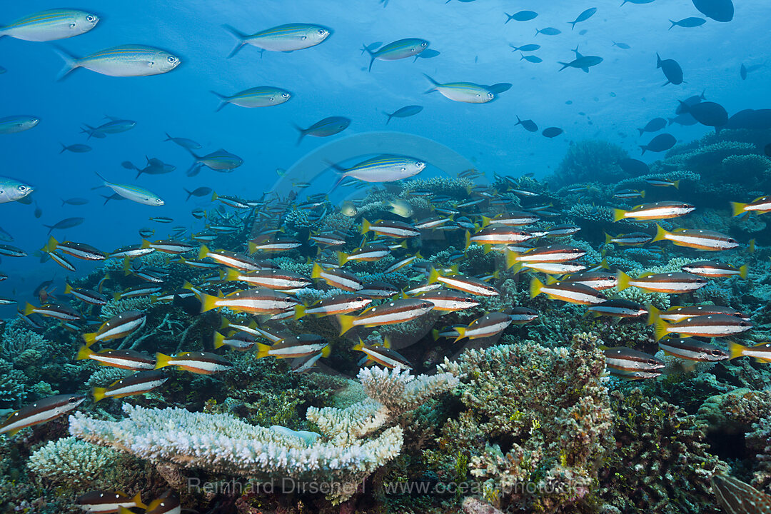 Shoal of Twospot Snapper
