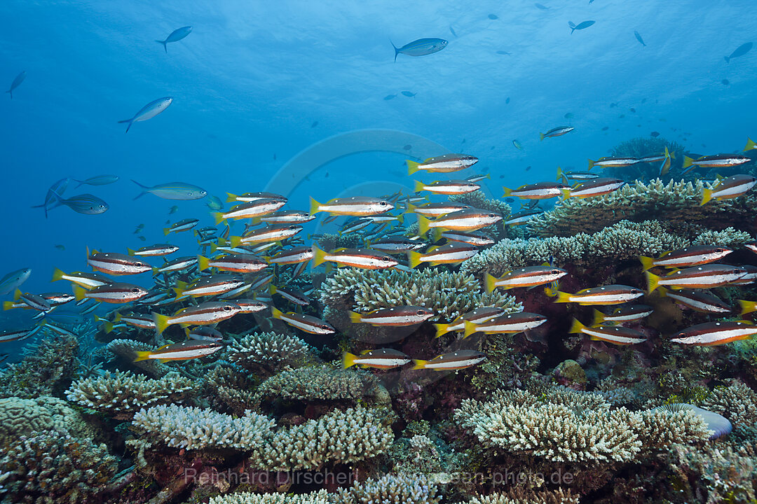 Schwarm Zweifleck-Schnapper, Lutjanus biguttatus, Thaa Atoll, Malediven