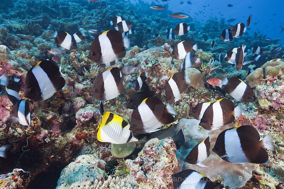 Black Pyramid Butterflyfish