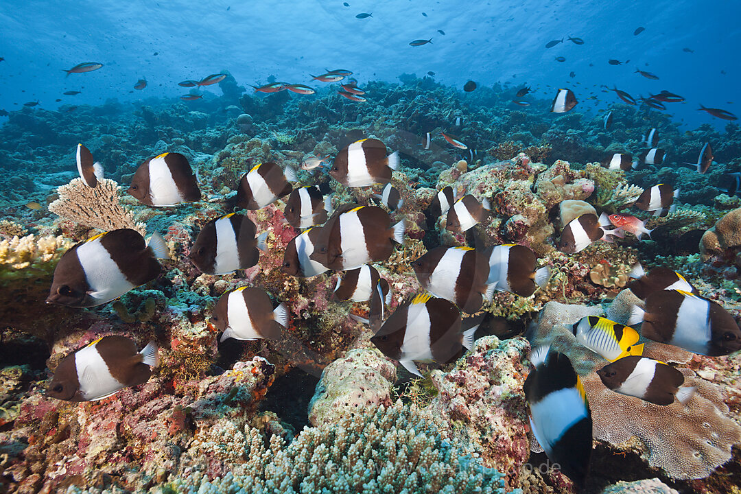 Schwarze Pyramiden-Falterfische, Hemitaurichthys zoster, Thaa Atoll, Malediven