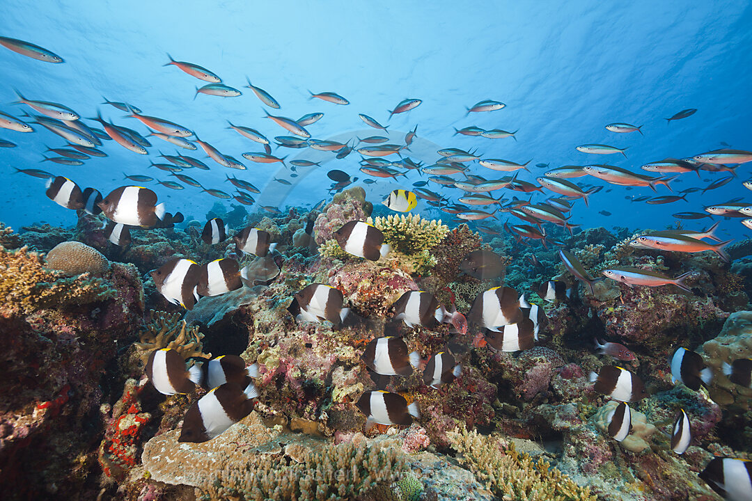 Black Pyramid Butterflyfish