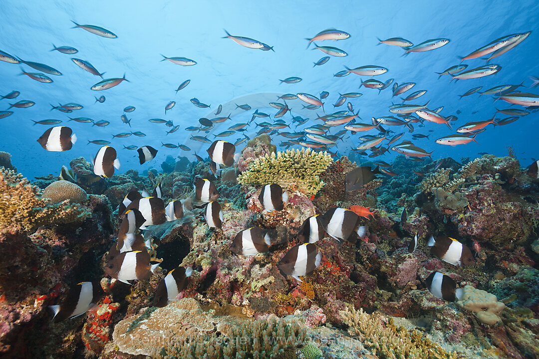 Schwarze Pyramiden-Falterfische, Hemitaurichthys zoster, Thaa Atoll, Malediven