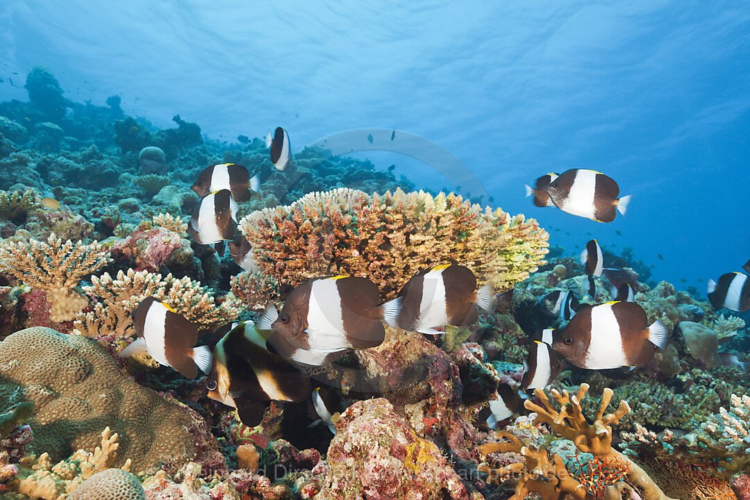 Schwarze Pyramiden-Falterfische, Hemitaurichthys zoster, Thaa Atoll, Malediven