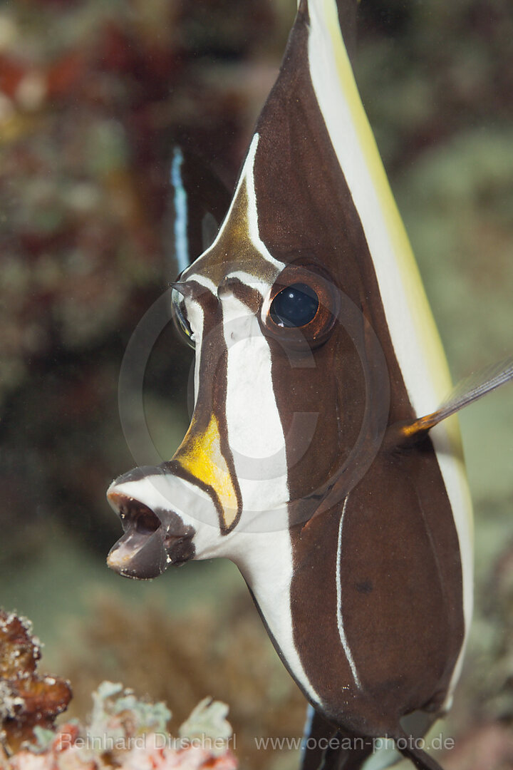 Portrait Halfterfisch