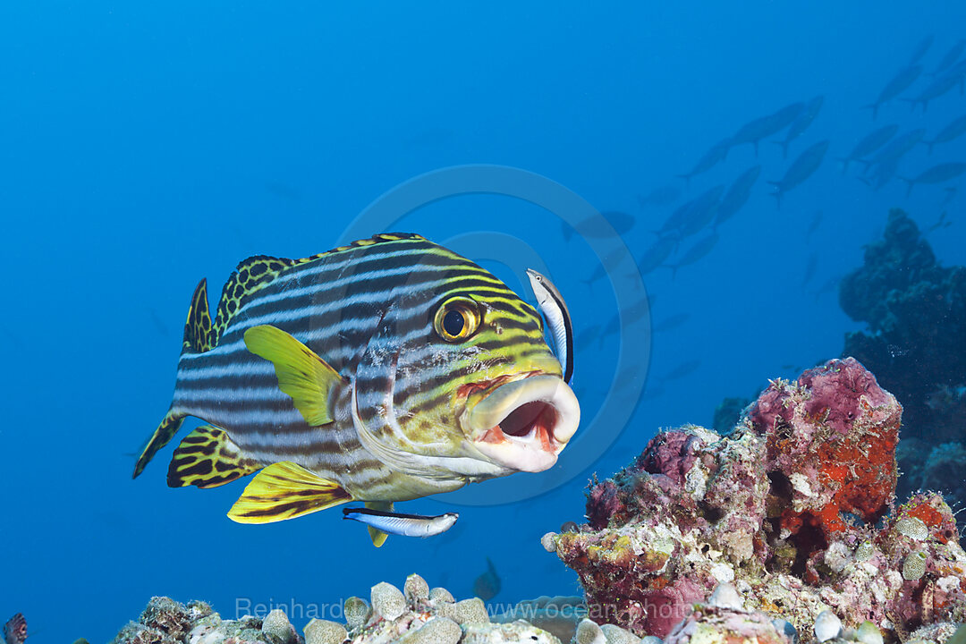 Oriental Sweetlips cleaned by Cleaner Wrasse