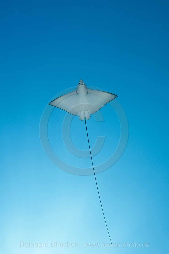 Eagle Ray