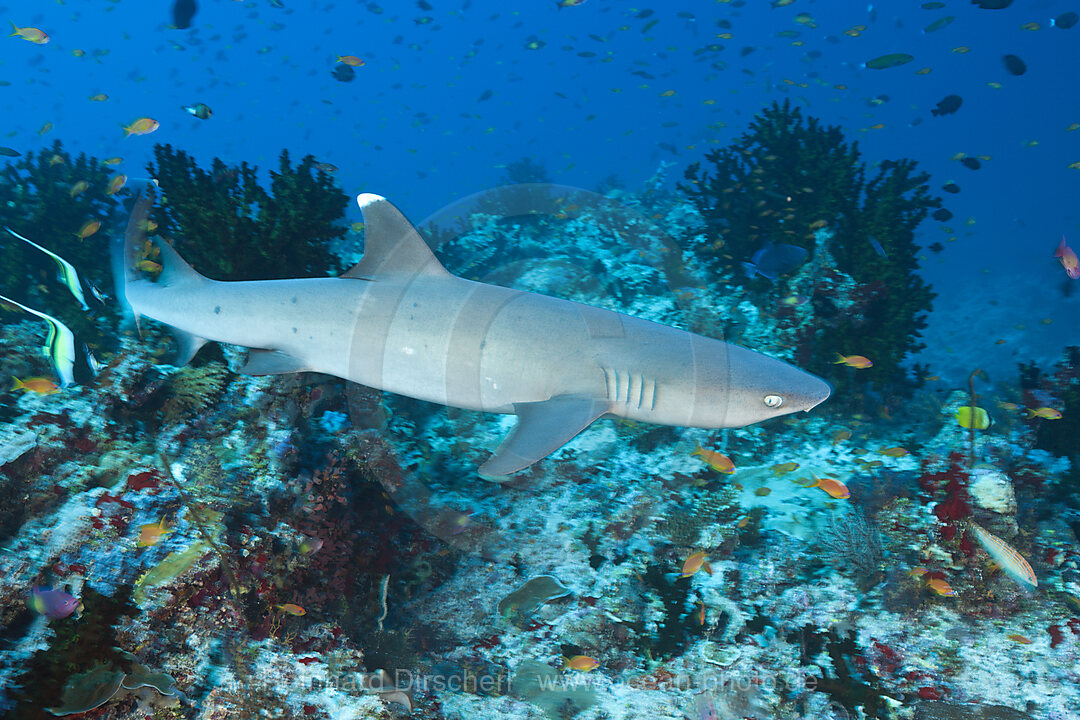 Whitetip Reef Shark