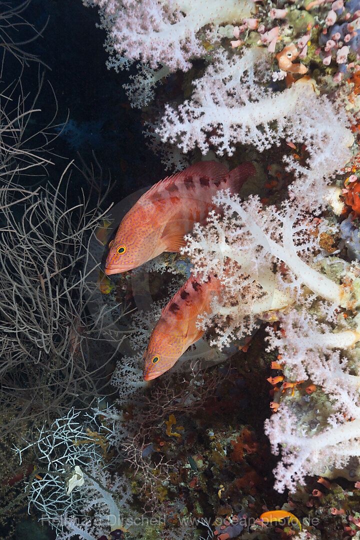 Sechsfleck-Zackenbarsche, Cephalopholis sexmaculata, Sued Male Atoll, Malediven