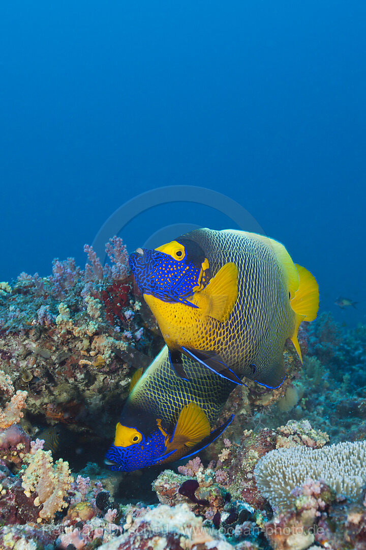 Yellowmask Angelfish