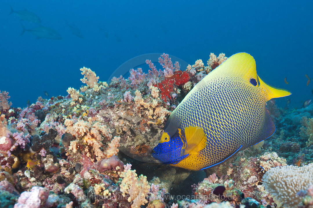 Blaukopf-Kaiserfisch, Pomacanthus xanthometopon, Sued Male Atoll, Malediven