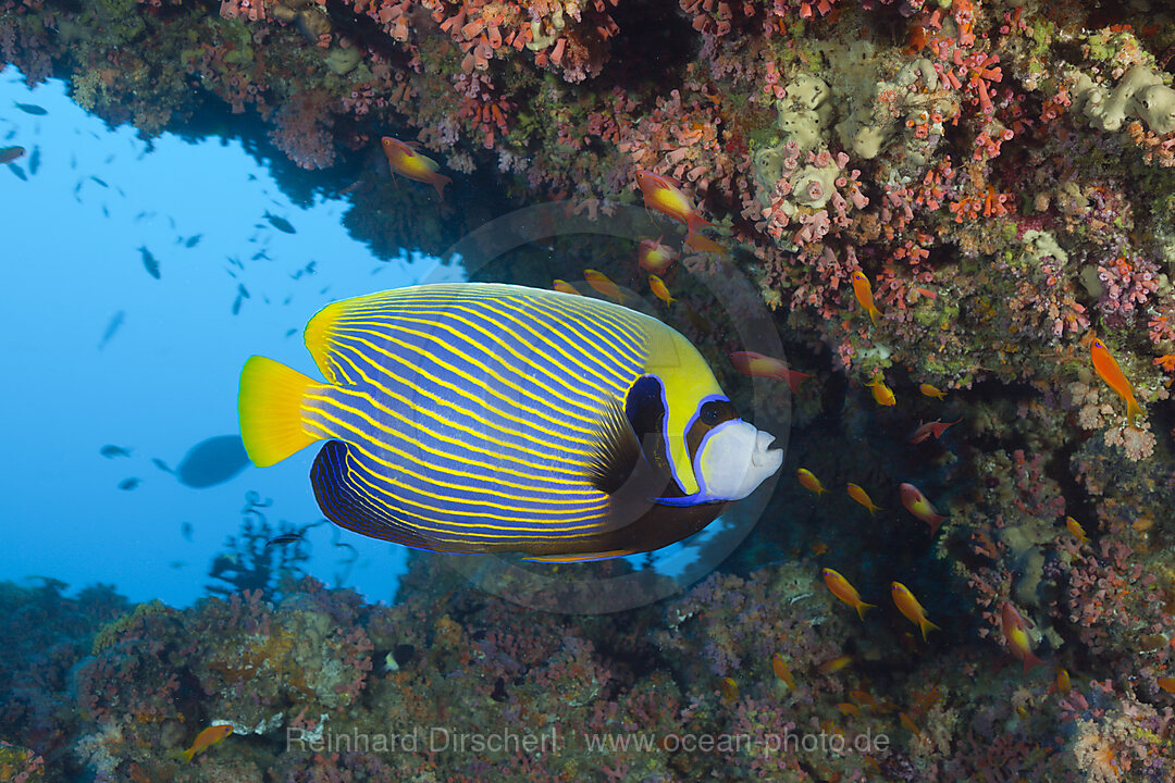 Imperator Kaiserfisch, Pomacanthus imperator, Sued Male Atoll, Malediven