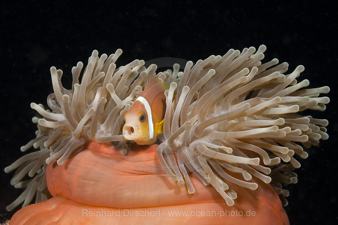 Malediven-Anemonenfisch, Amphiprion nigripes, Sued Male Atoll, Malediven