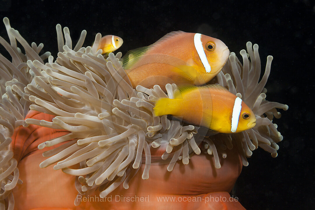 Malediven-Anemonenfisch, Amphiprion nigripes, Sued Male Atoll, Malediven