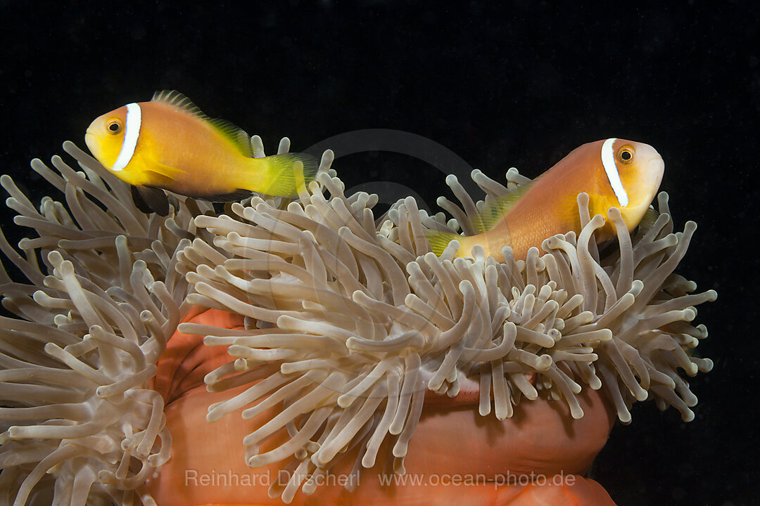 Malediven-Anemonenfisch, Amphiprion nigripes, Sued Male Atoll, Malediven