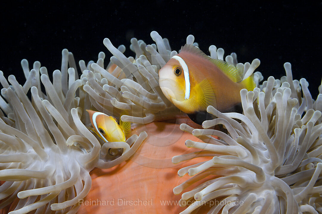 Malediven-Anemonenfisch, Amphiprion nigripes, Sued Male Atoll, Malediven