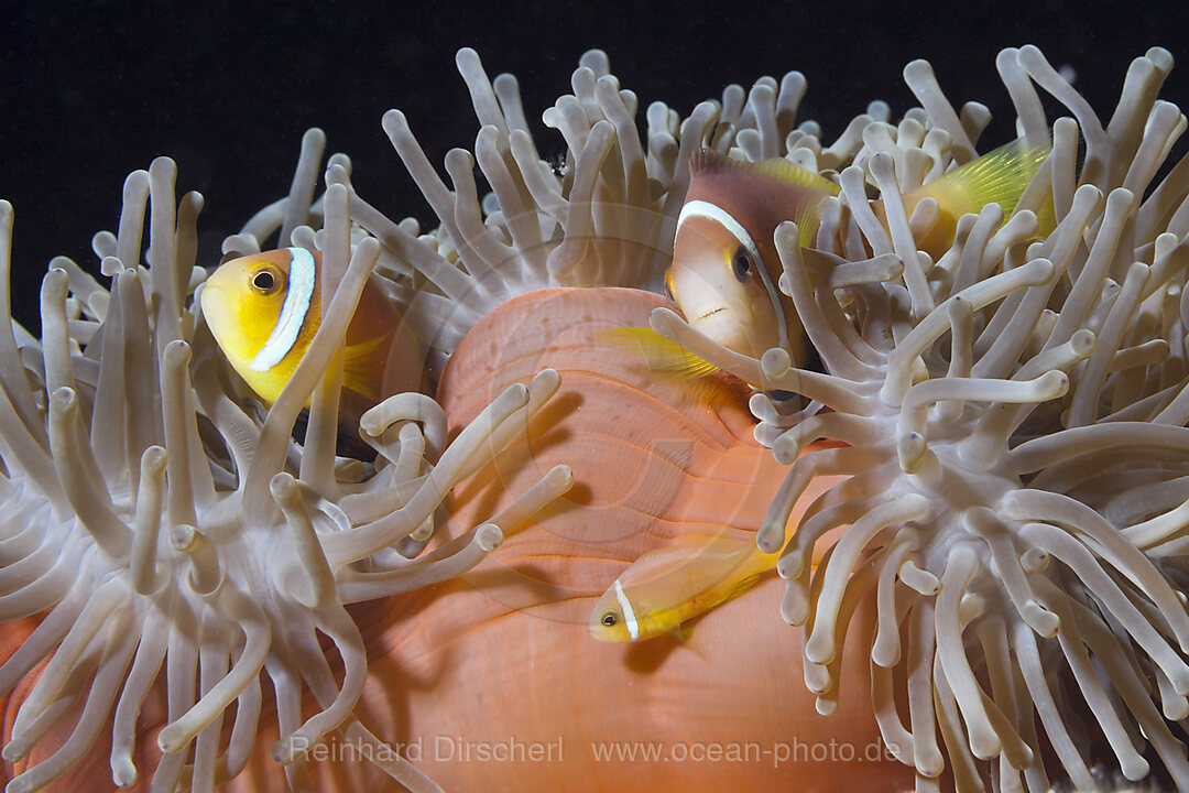 Malediven-Anemonenfisch, Amphiprion nigripes, Sued Male Atoll, Malediven