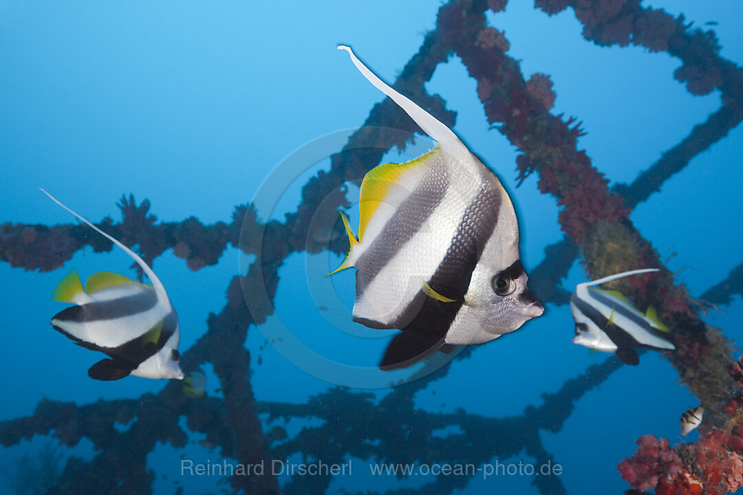 Schwarm-Wimpelfische am Kuda Giri Wrack