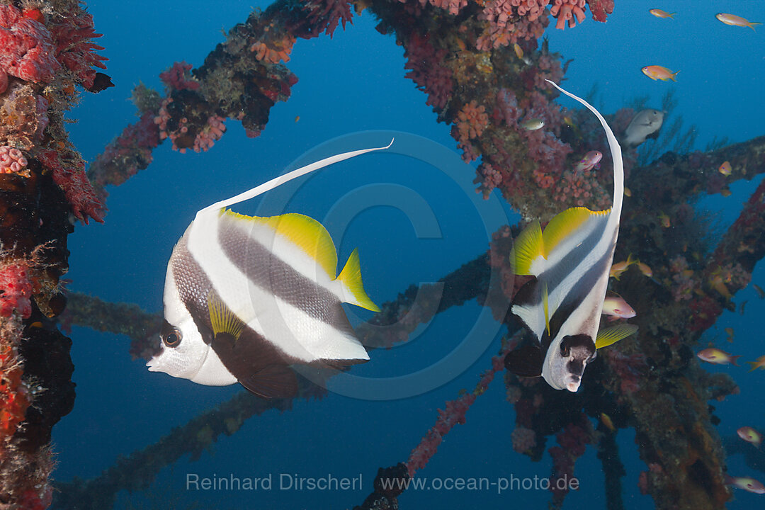 Schwarm-Wimpelfische am Kuda Giri Wrack