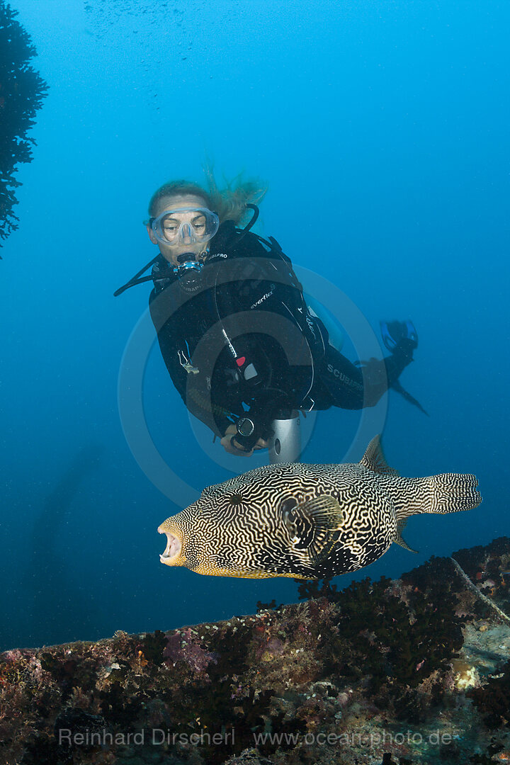 Taucher beobachtet Kugelfisch am Maldive Victory Wrack, Arothron mappa, Nord Male Atoll, Malediven