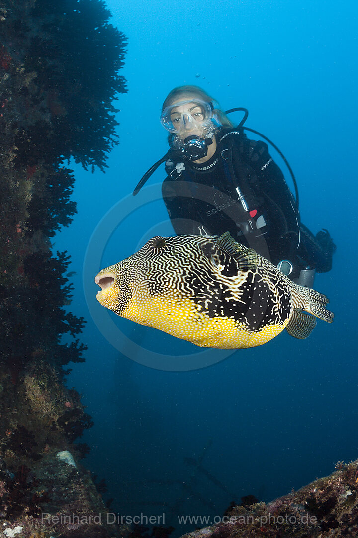 Taucher beobachtet Kugelfisch am Maldive Victory Wrack, Arothron mappa, Nord Male Atoll, Malediven