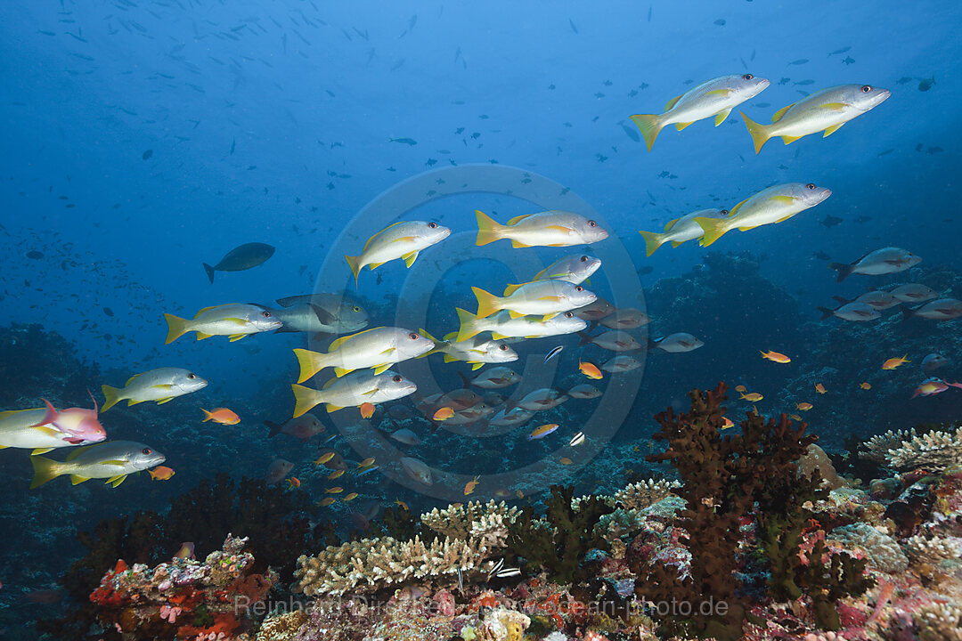 Schwarm Einflecken-Schnapper, Lutjanus monostigma, Nord Male Atoll, Malediven